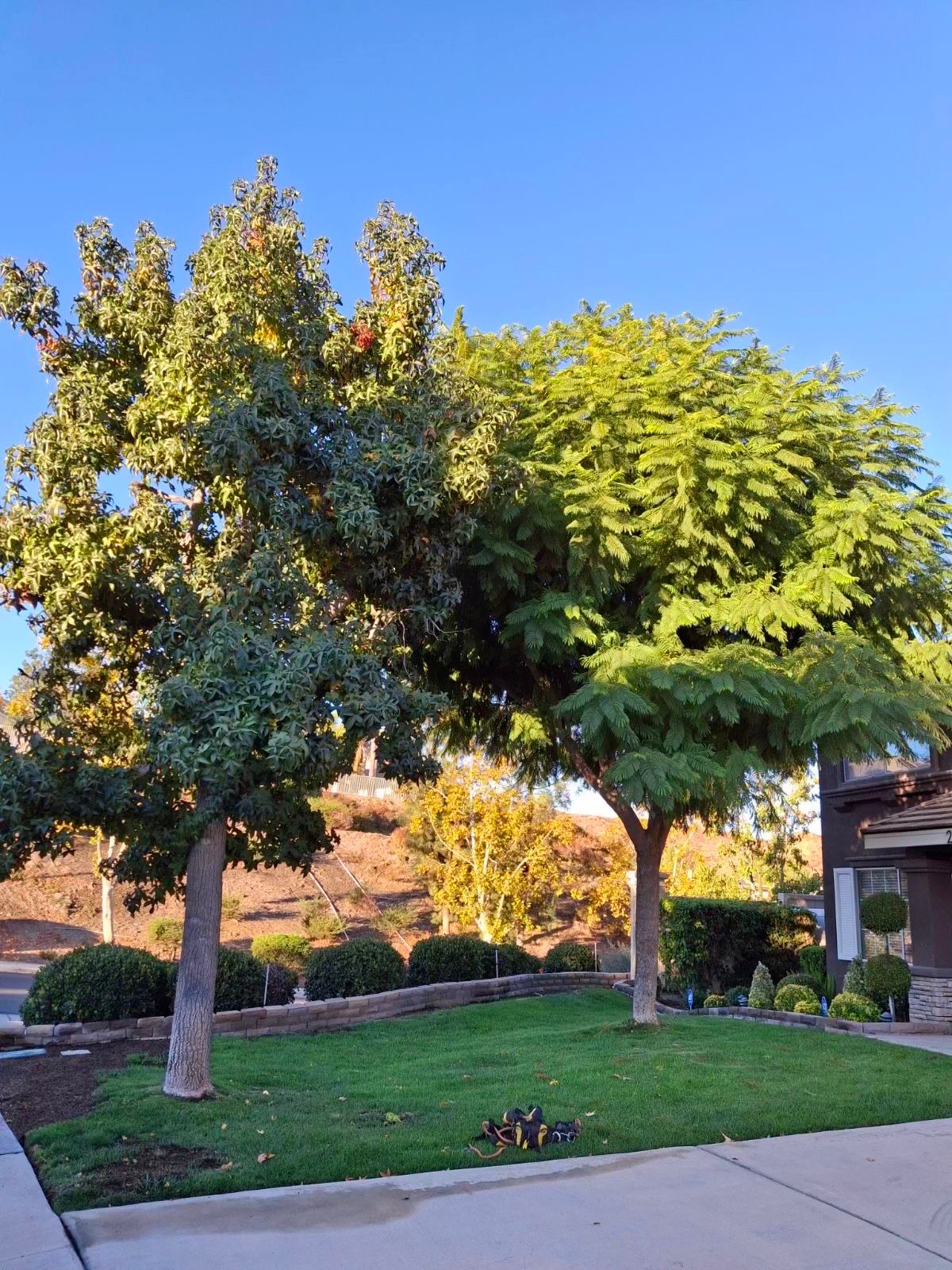 A couple of trees in a yard with a blue sky in the background