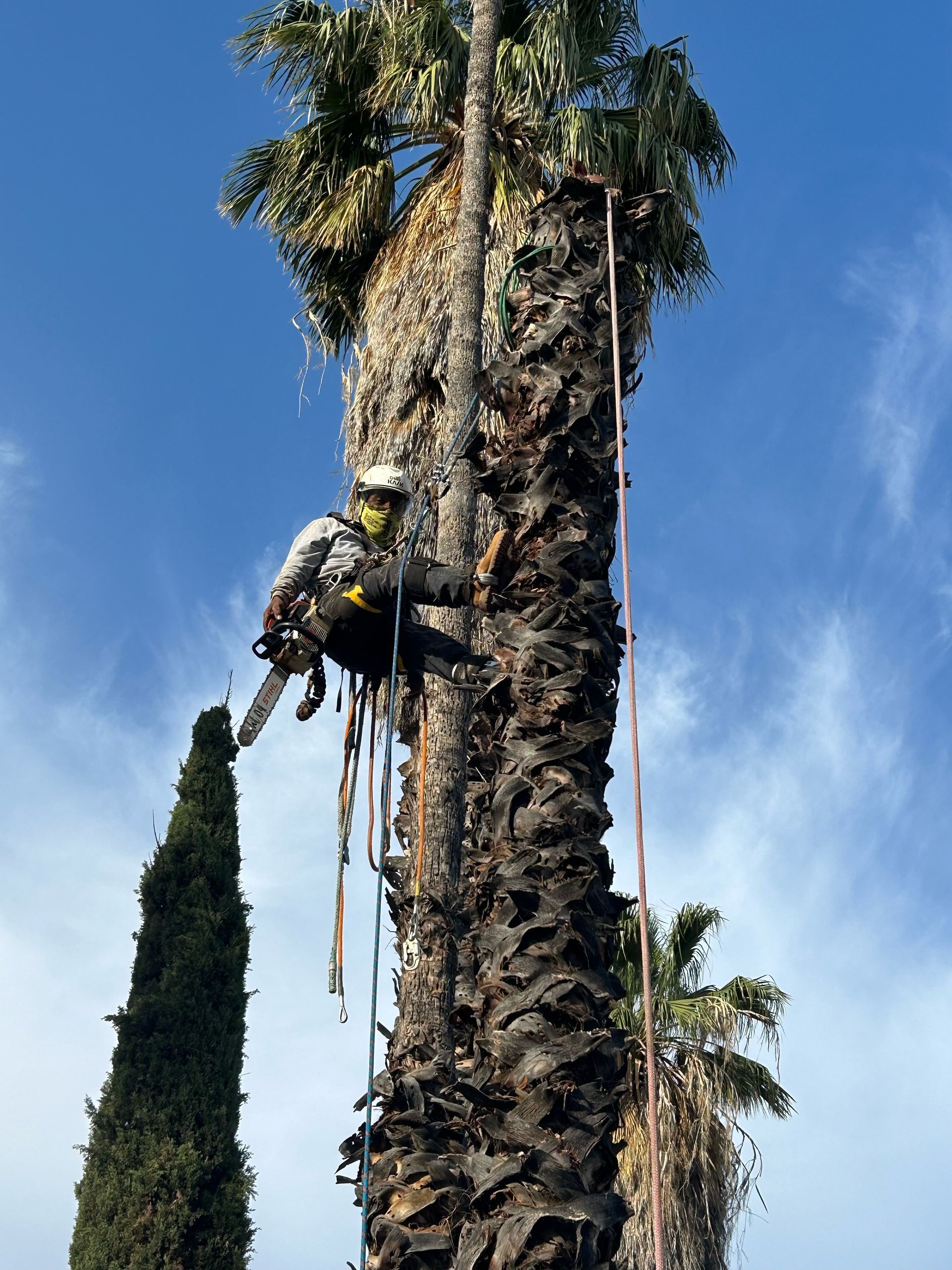 Palm Tree Trimming, Palm Frond Removal, Tree Trunk Cleaning, Front Yard Tree Work, Residential Tree Service