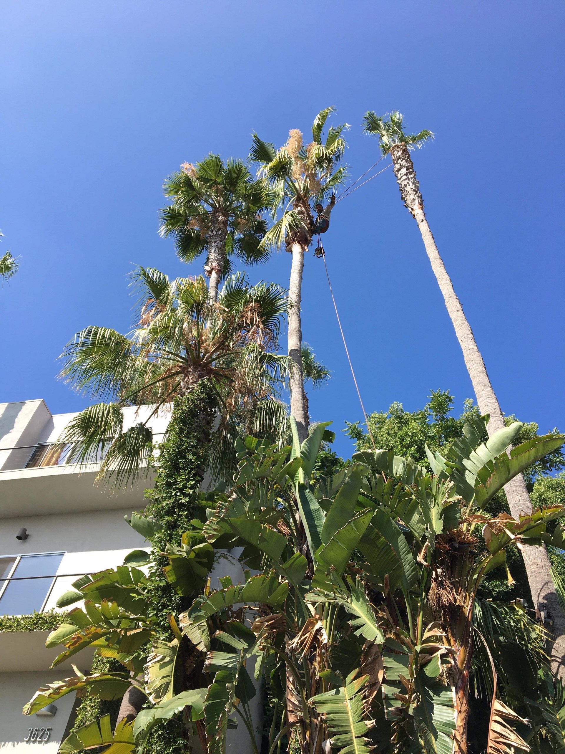 Palm Tree Trimming, Dead Frond Removal, Green Waste Removal
