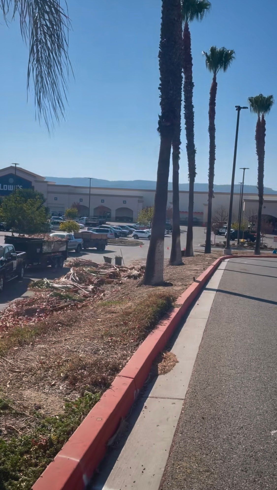A row of palm trees along the side of a road