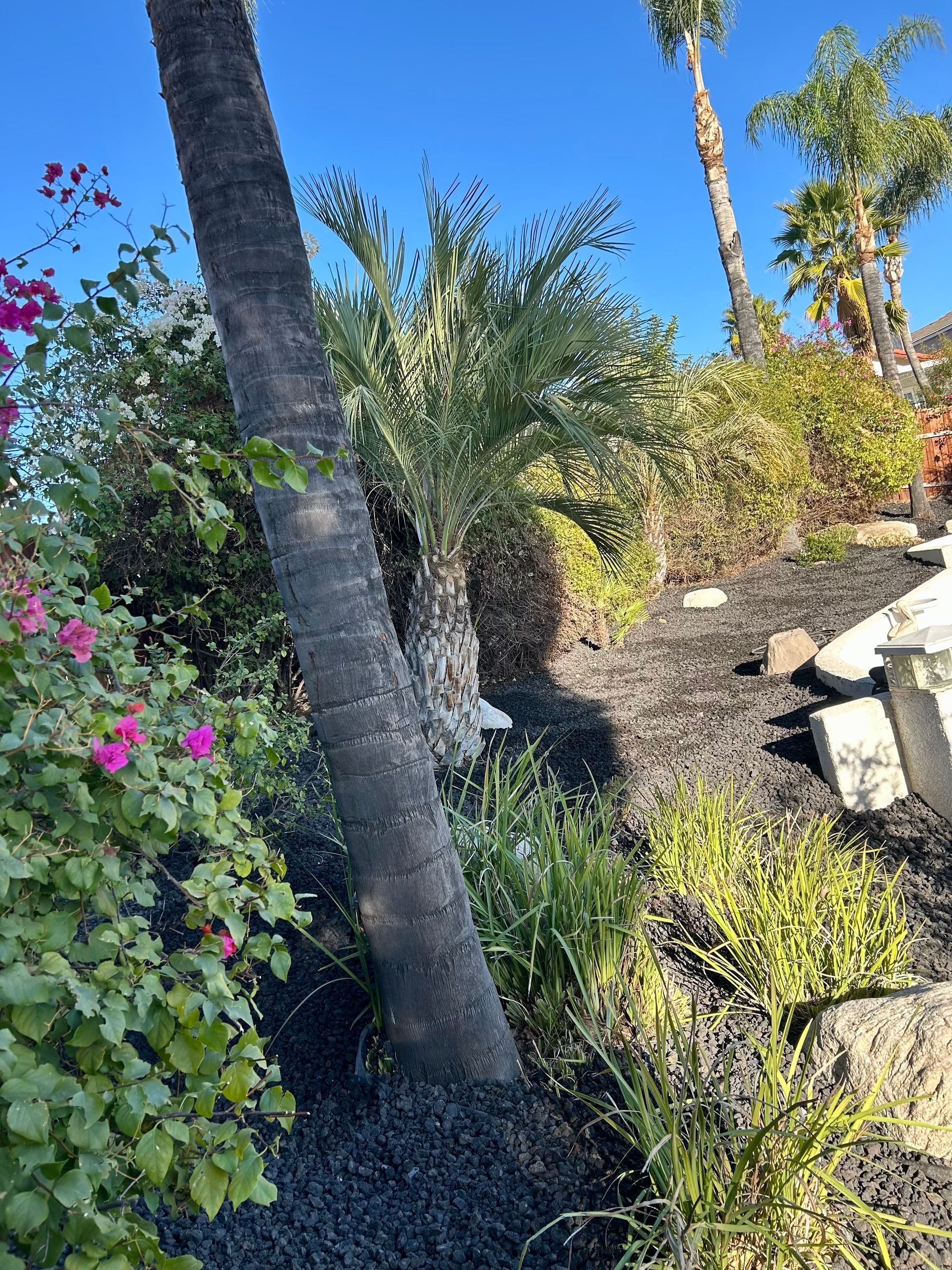 A palm tree is standing in the middle of a garden surrounded by flowers.