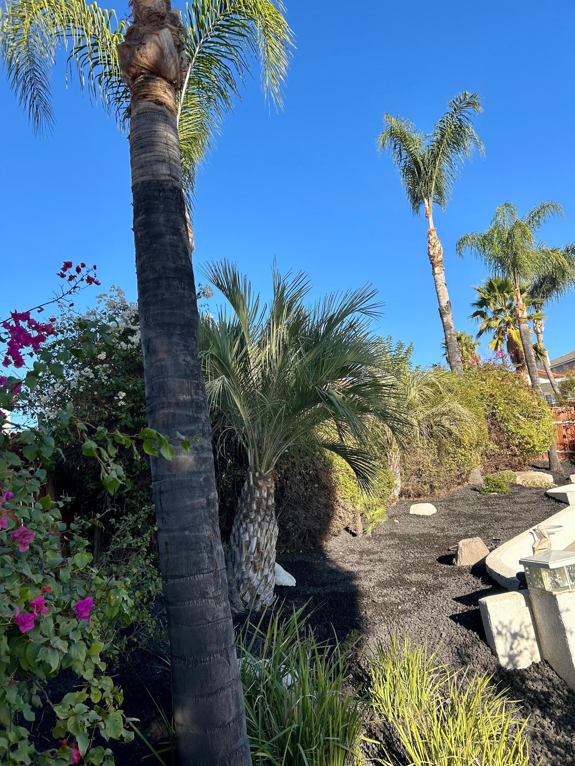 Palm Tree Trimming, Dead Frond Removal, Debris Cleanup, Palm Shaping
