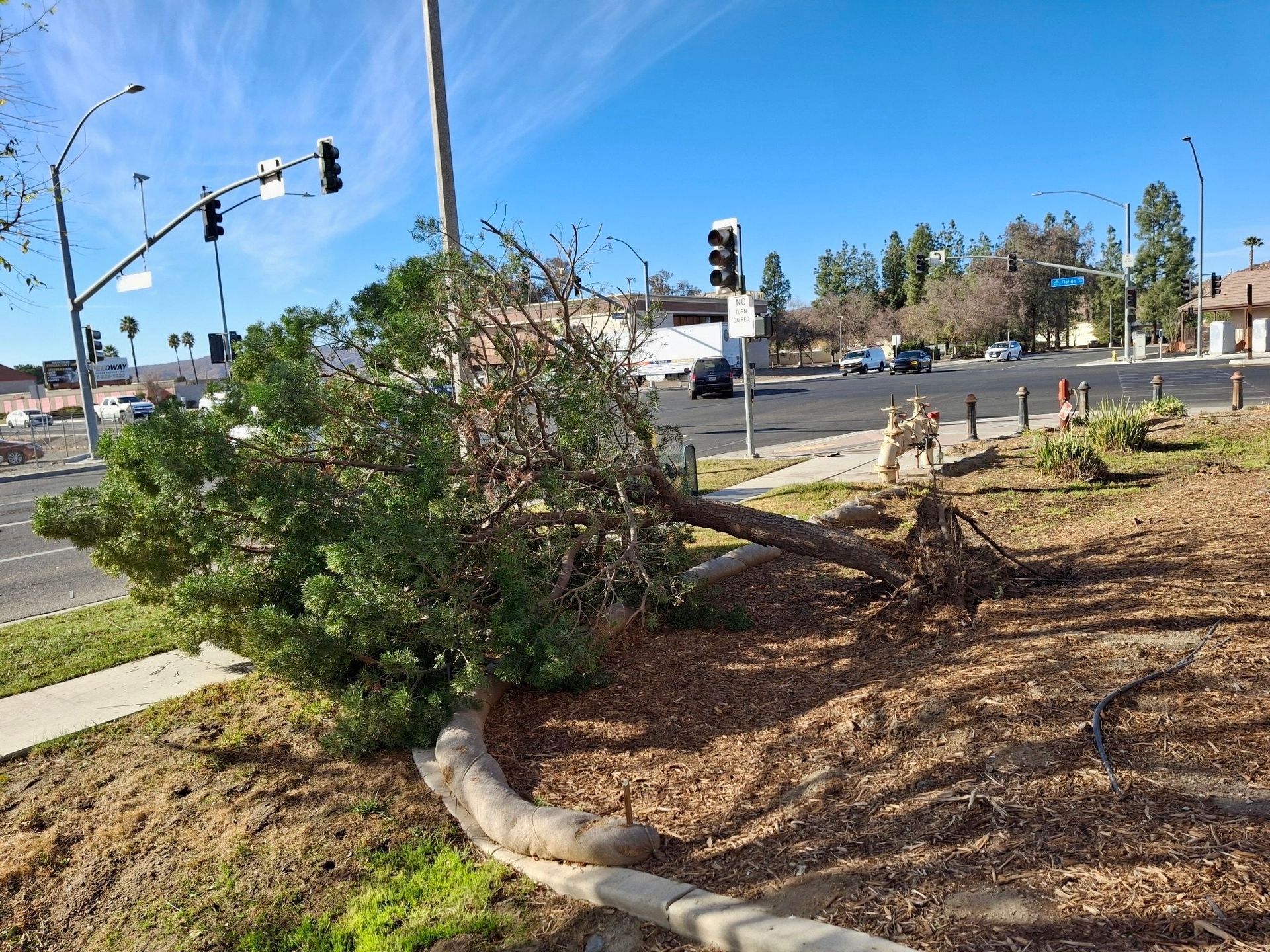 Tree Removal, Sign Visibility Improvement, Stump Grinding, Debris Cleanup