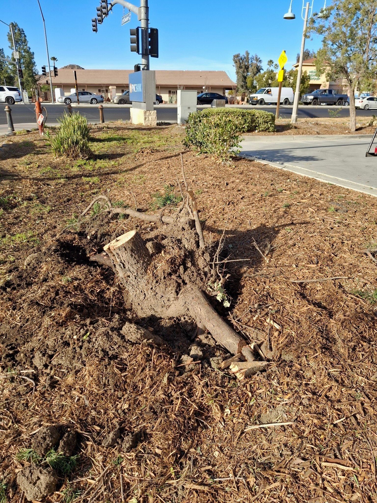 Fallen tree trunk in a mulch bed beside a parking lot and street intersection