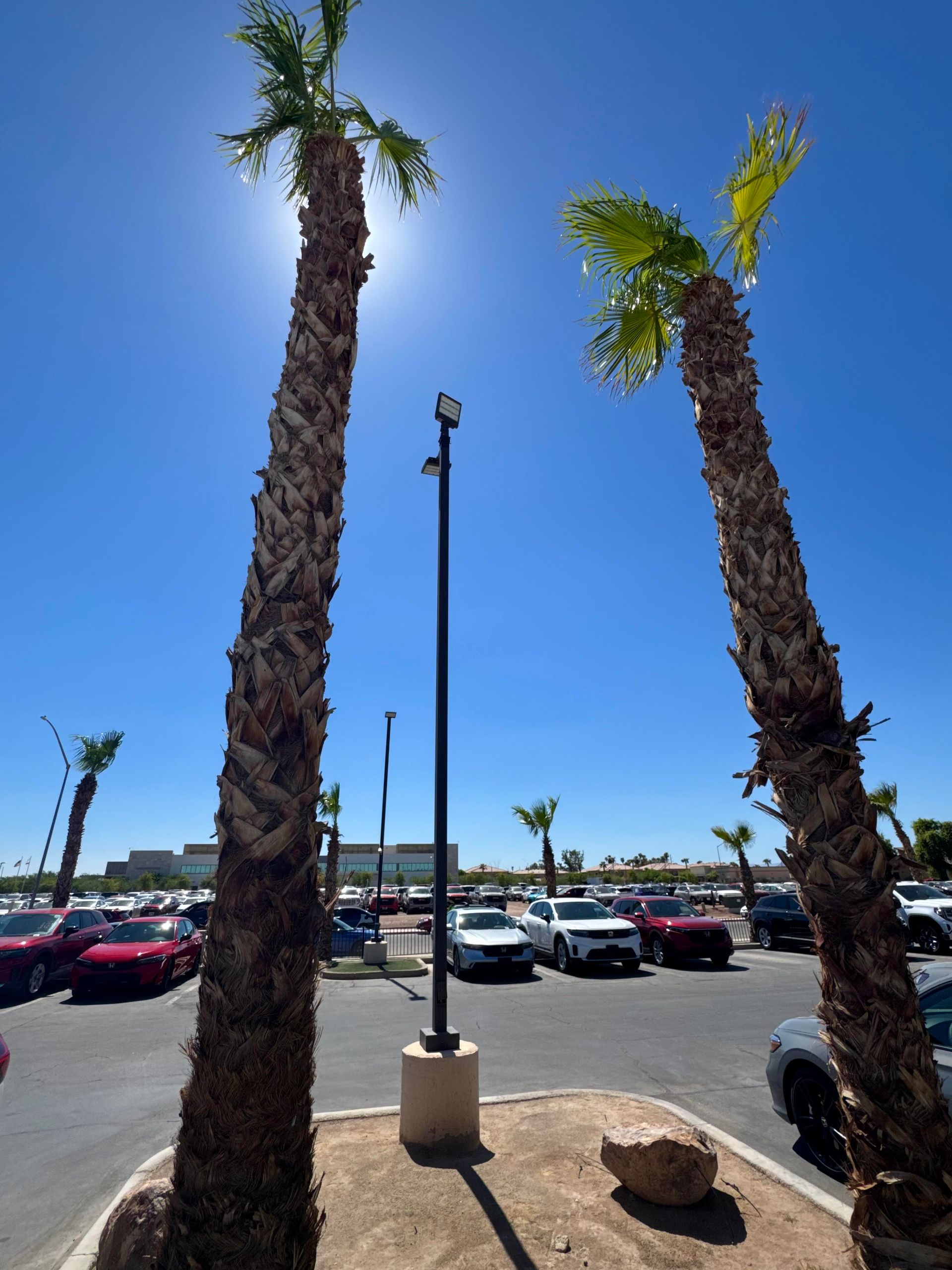 Palm Tree Trimming, Debris Removal, Tree Shaping, Landscape Maintenance