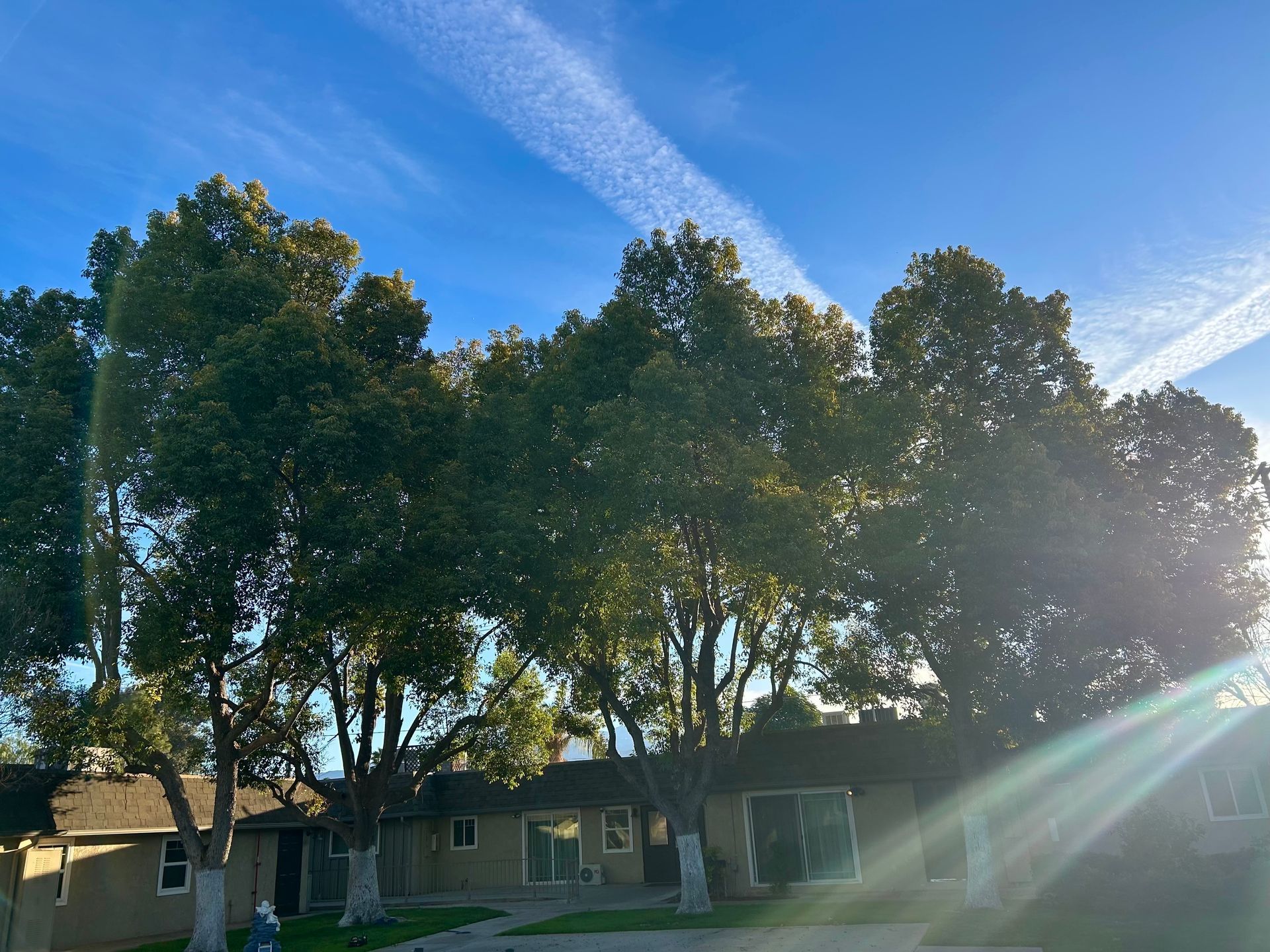 A house with a lot of trees in front of it