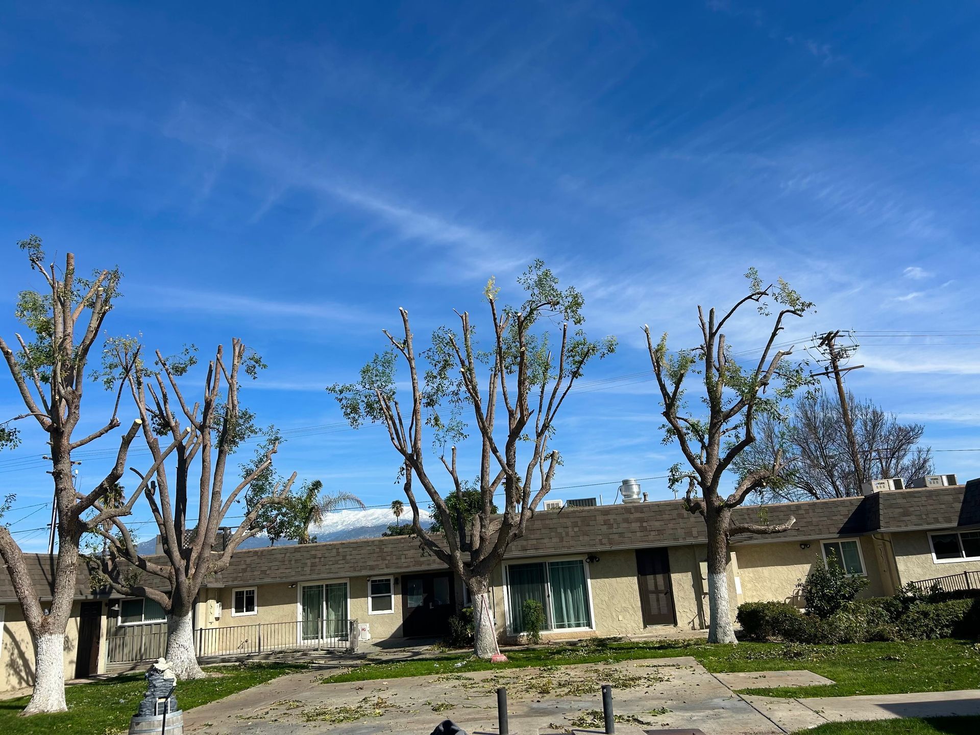 Heavy Tree Pruning, Trimming & Thinning, Debris Removal