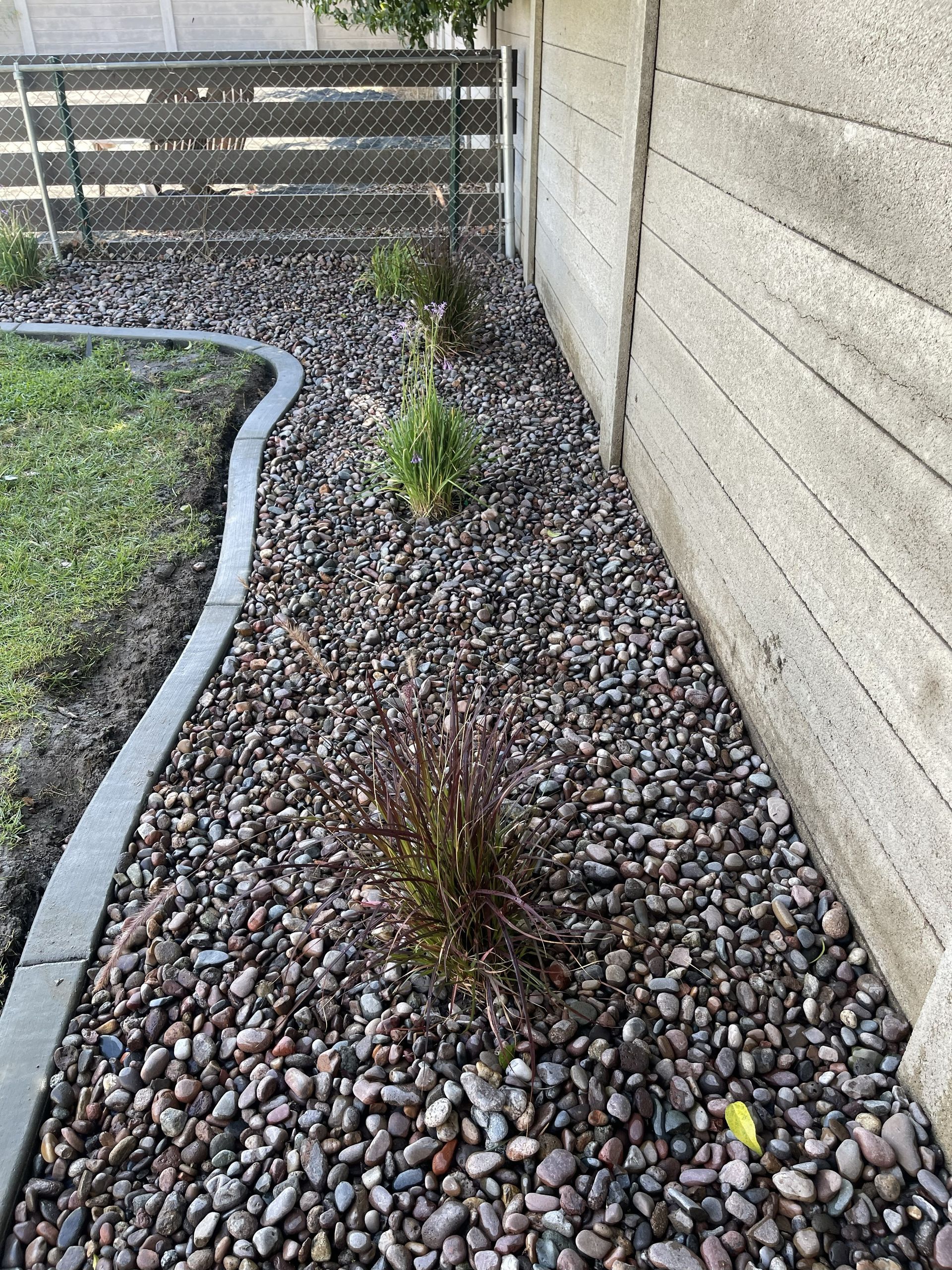 Small rock garden with three young plants beside a concrete wall and a grassy lawn edge.