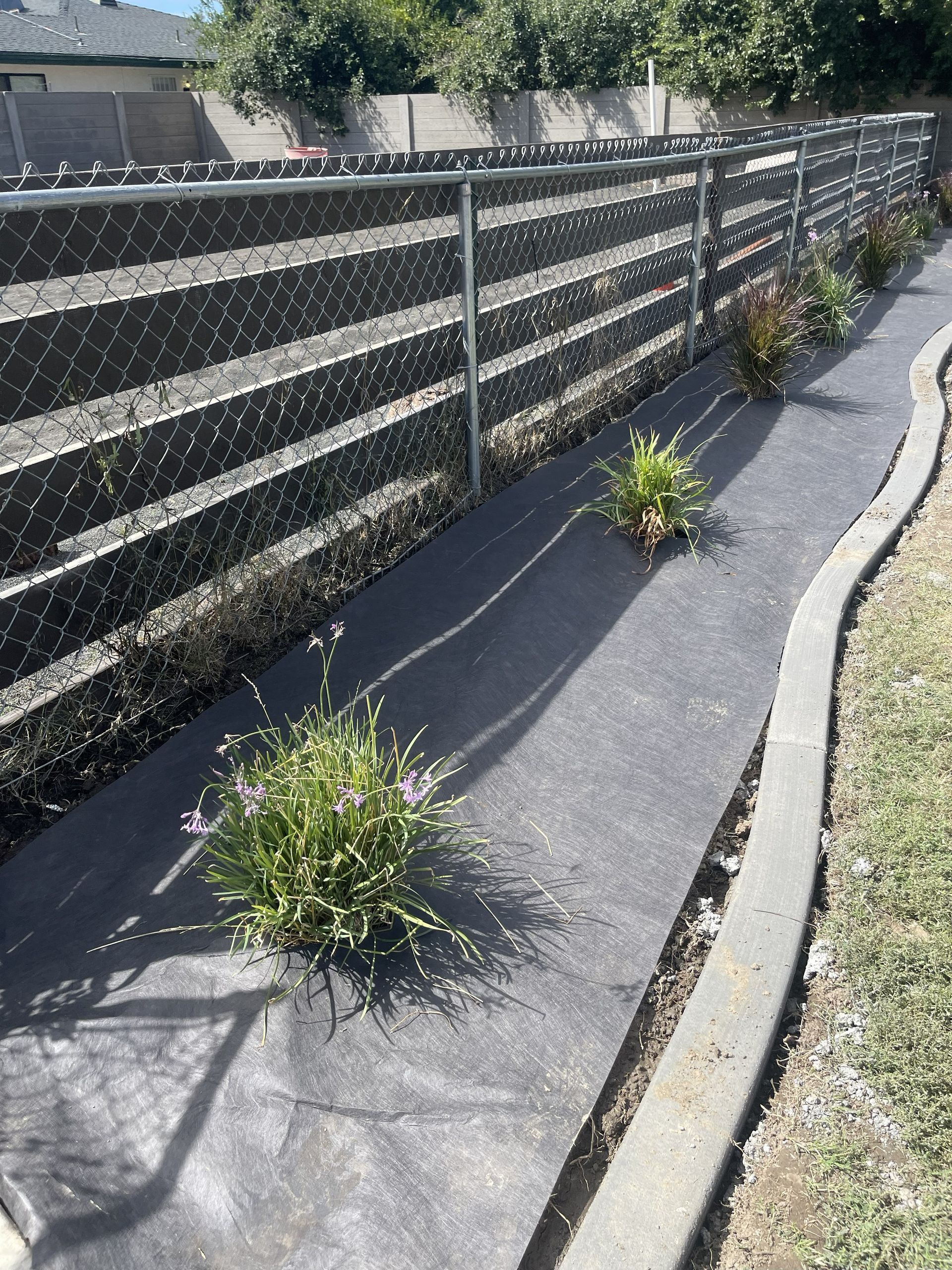 Garden bed with gray fabric and plants along a chain-link fence, edged with concrete.