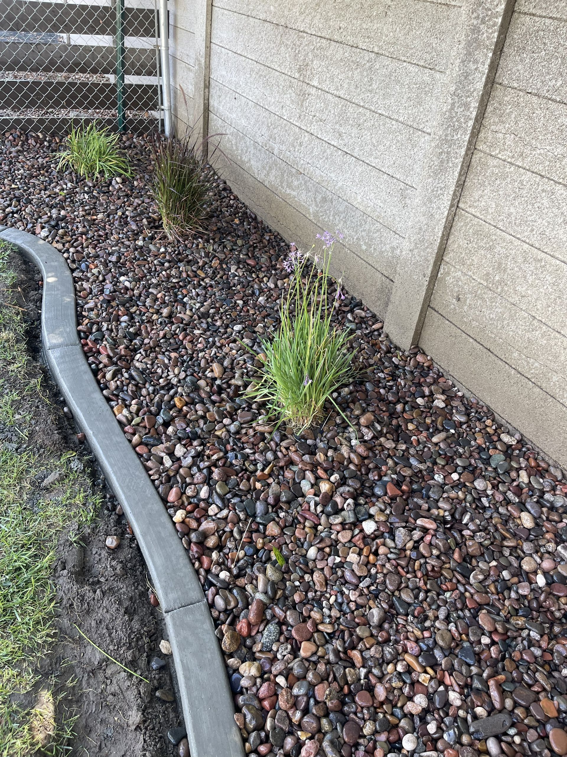 Small green plant growing in a gravel bed beside a concrete wall and curved edging
