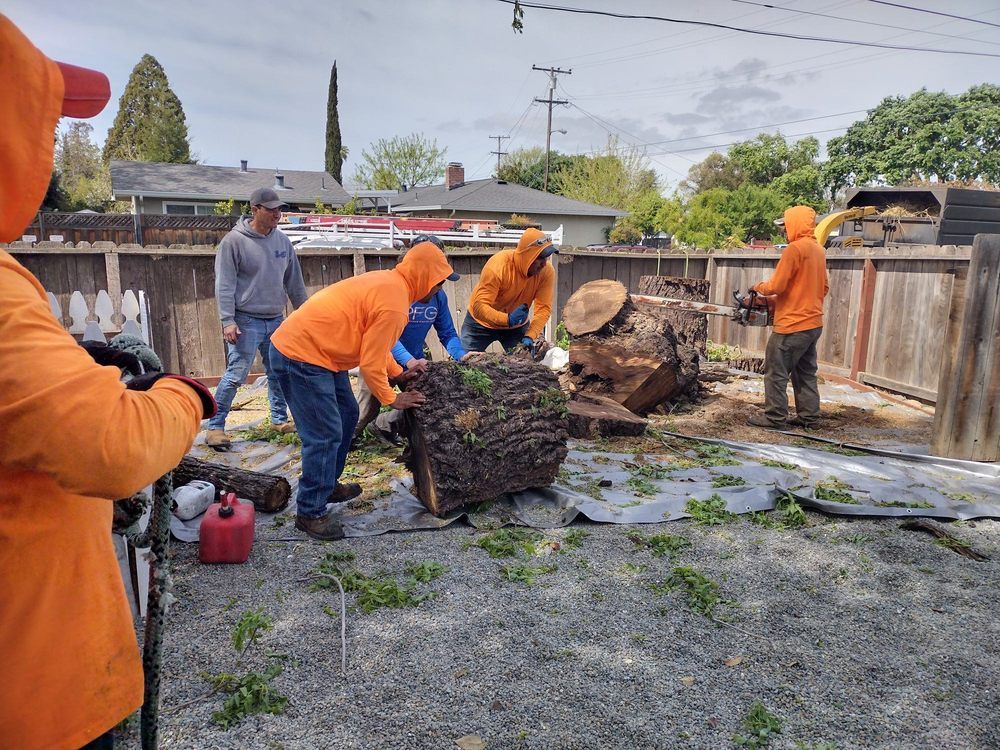 A group of men are working on a tree stump in a yard.