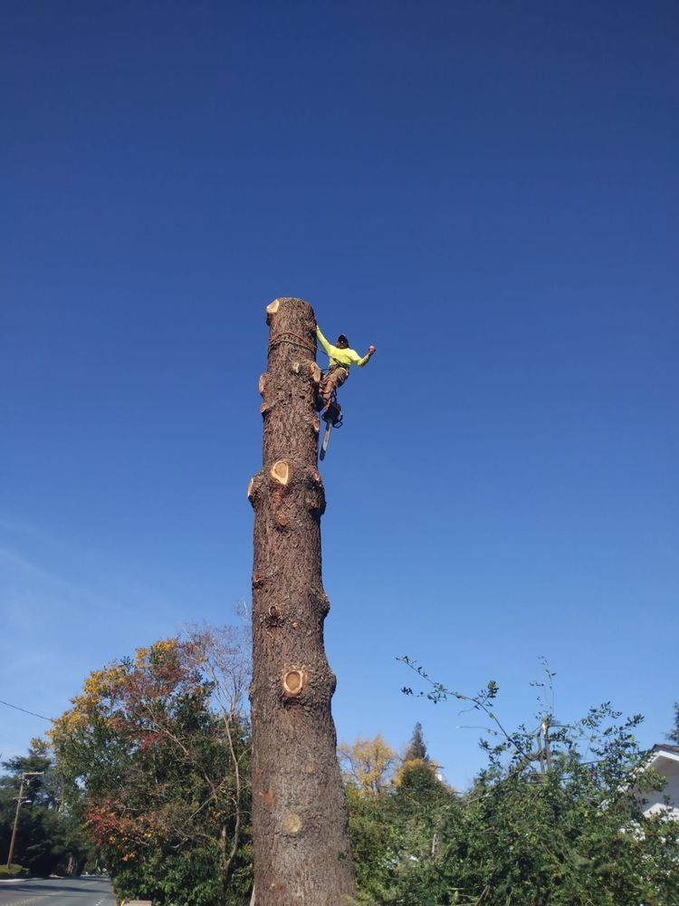 A man is climbing up the side of a large tree.