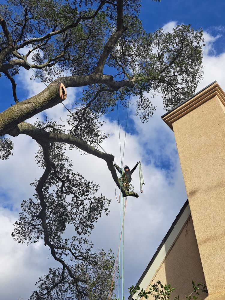 A man is climbing a tree in front of a building.