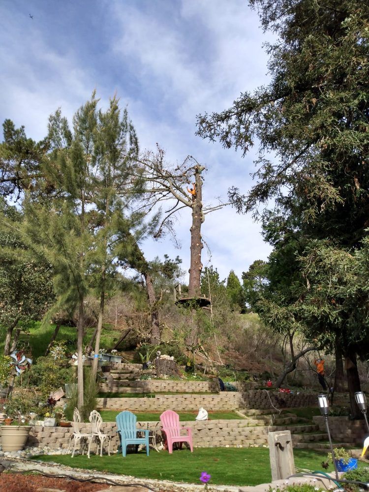A tree is being cut down in a backyard with chairs in the foreground.