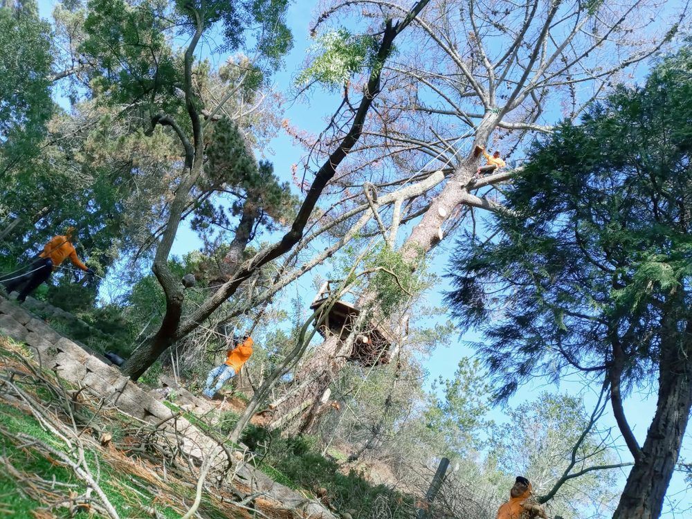 A group of people are cutting down a tree in a forest.