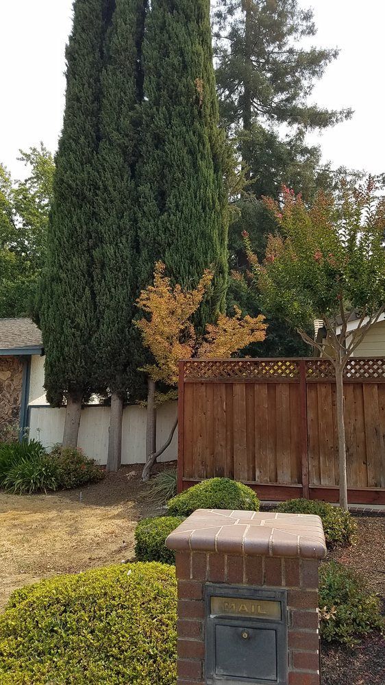 A large tree is in the middle of a yard next to a mailbox.