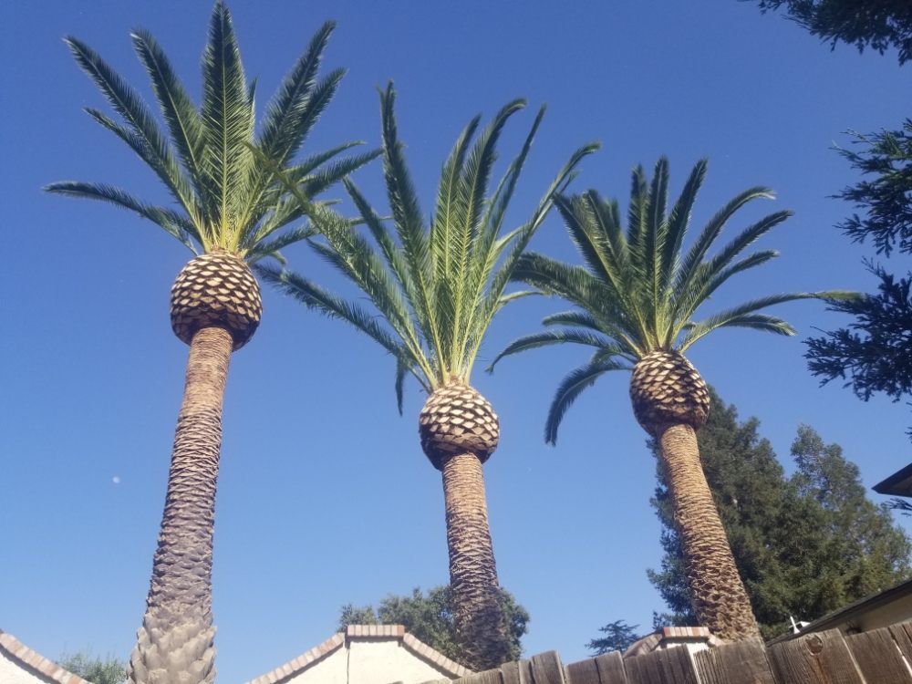 Three palm trees in front of a wooden fence