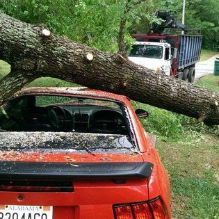 A red car with a broken windshield is parked next to a tree that has fallen on it.