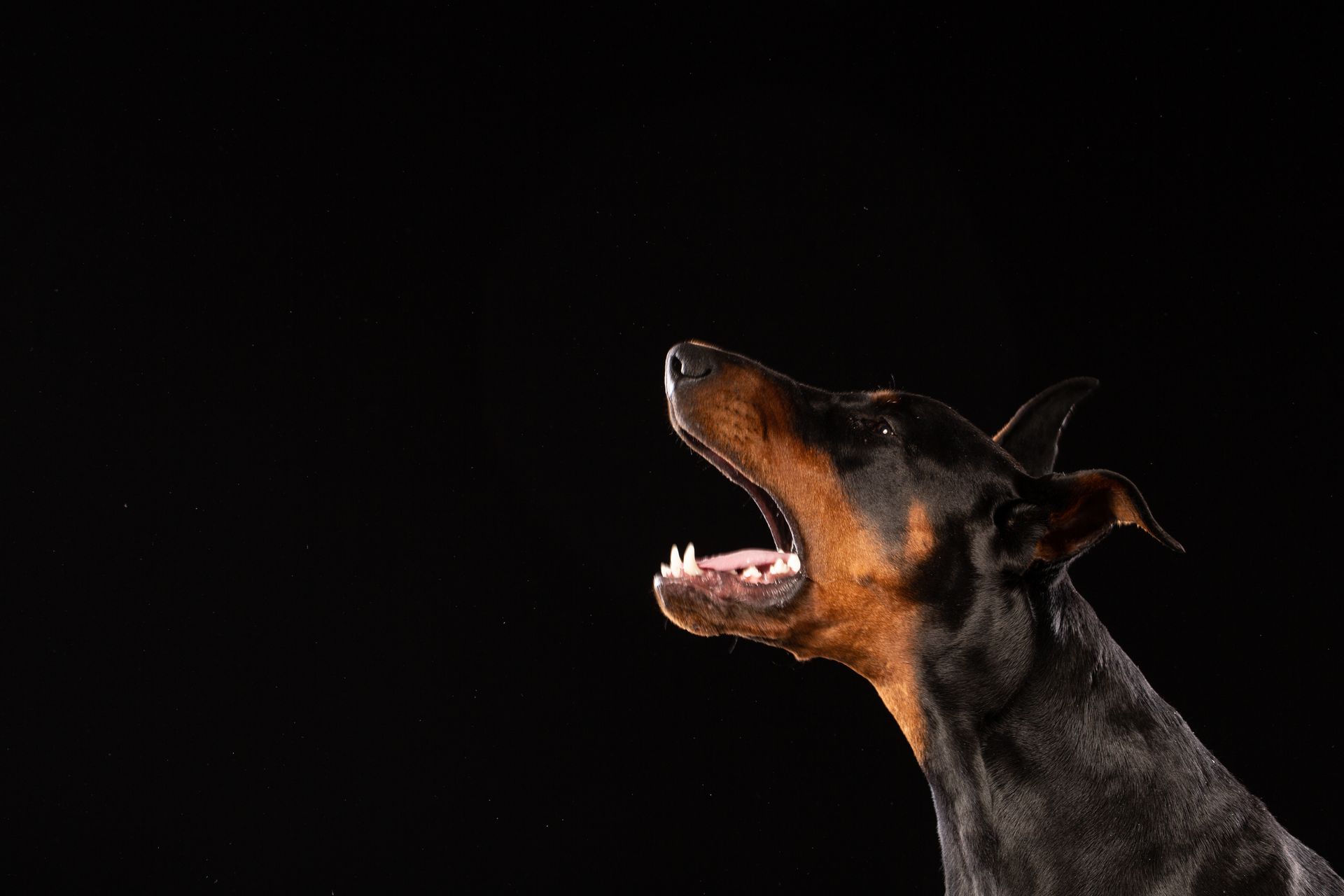 Black and brown Doberman pinscher barking with mouth open, against a black background.