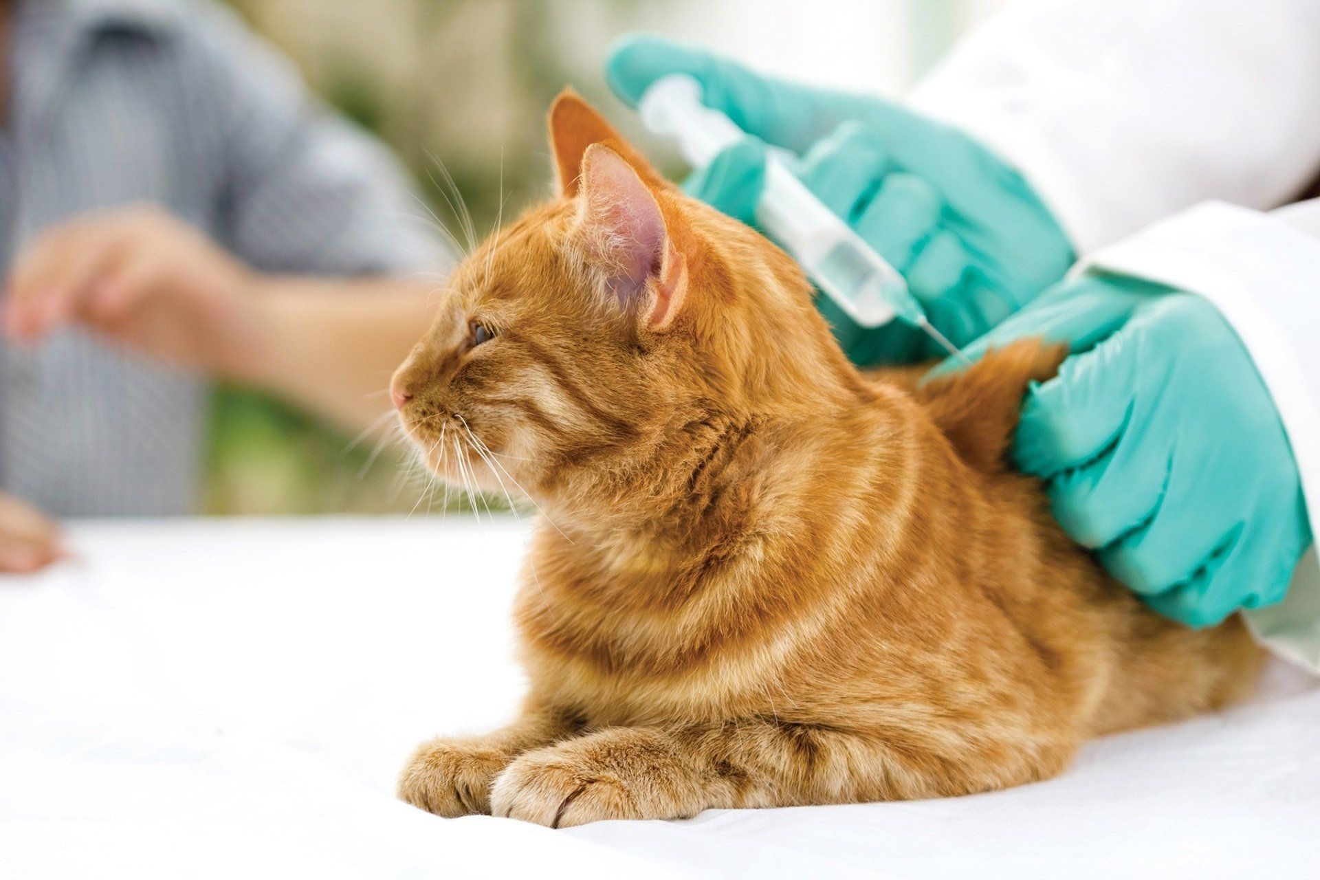 Vaccinazioni e microchip