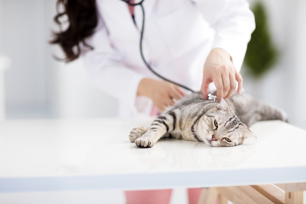 Visita a gatto