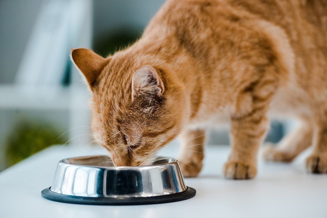 Gatto che mangia
