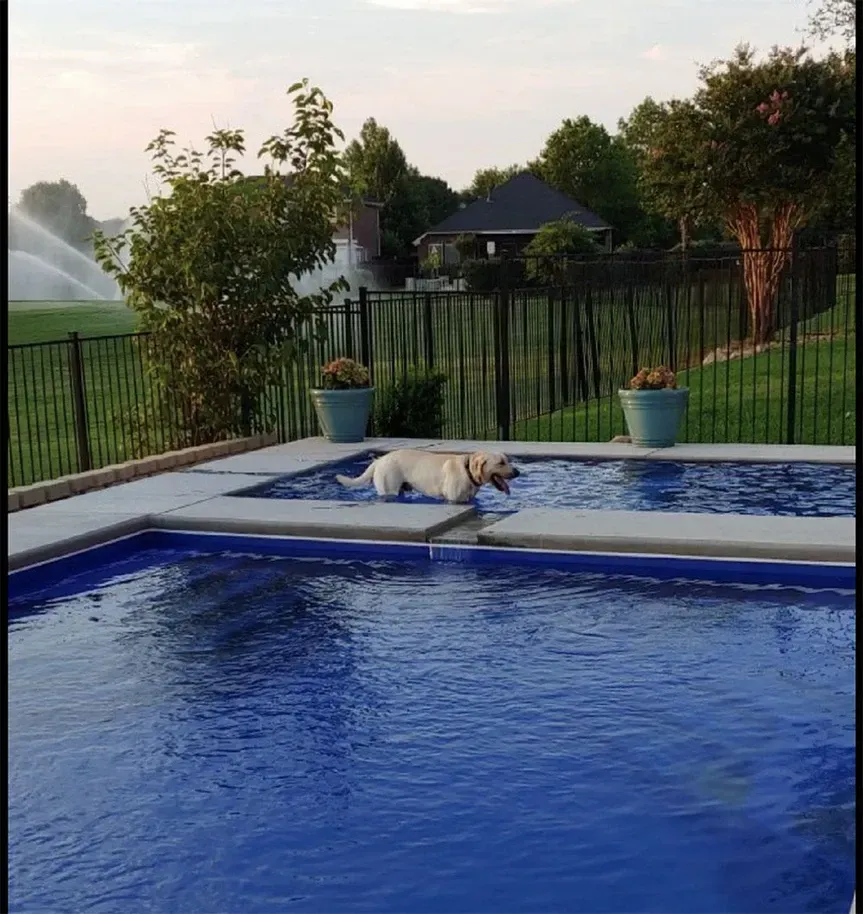 Dog walking on a pool cover beside a blue swimming pool at sunset