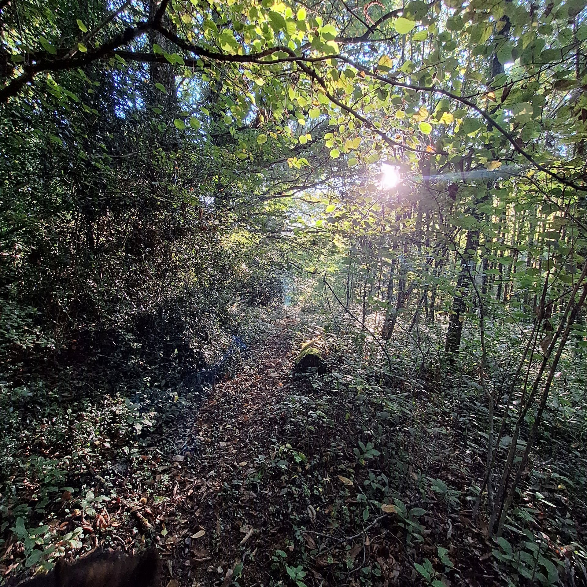 stukje bos achter de gite le montet 
