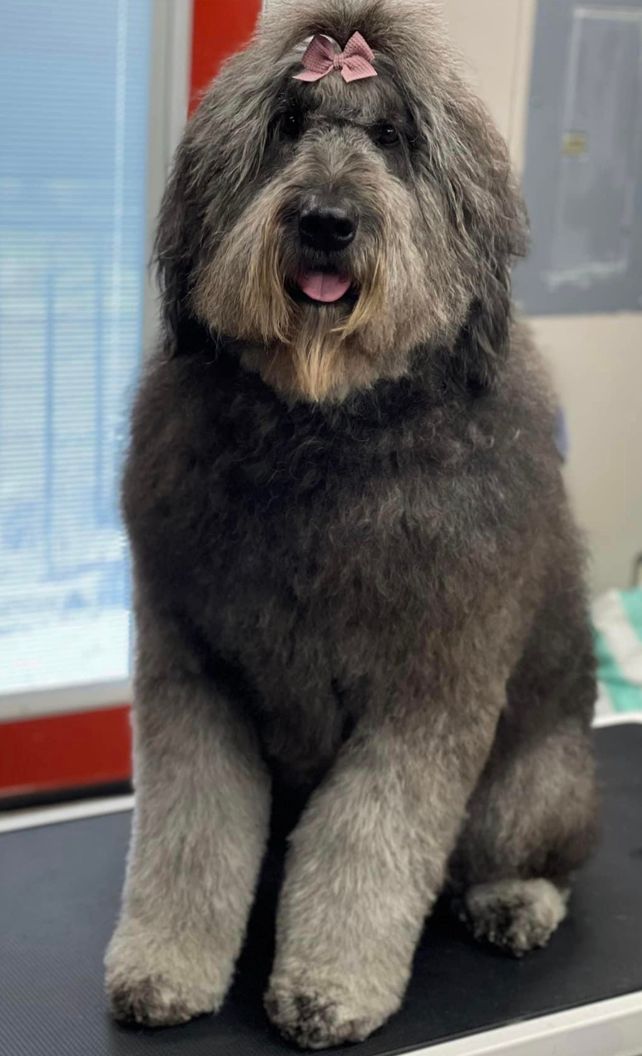 Smiling Dog and a Cat Sitting - Pet Grooming and Boarding in Salem, OR Smiling Dog and a Cat Sitting - Pet Grooming and Boarding in Salem, OR
