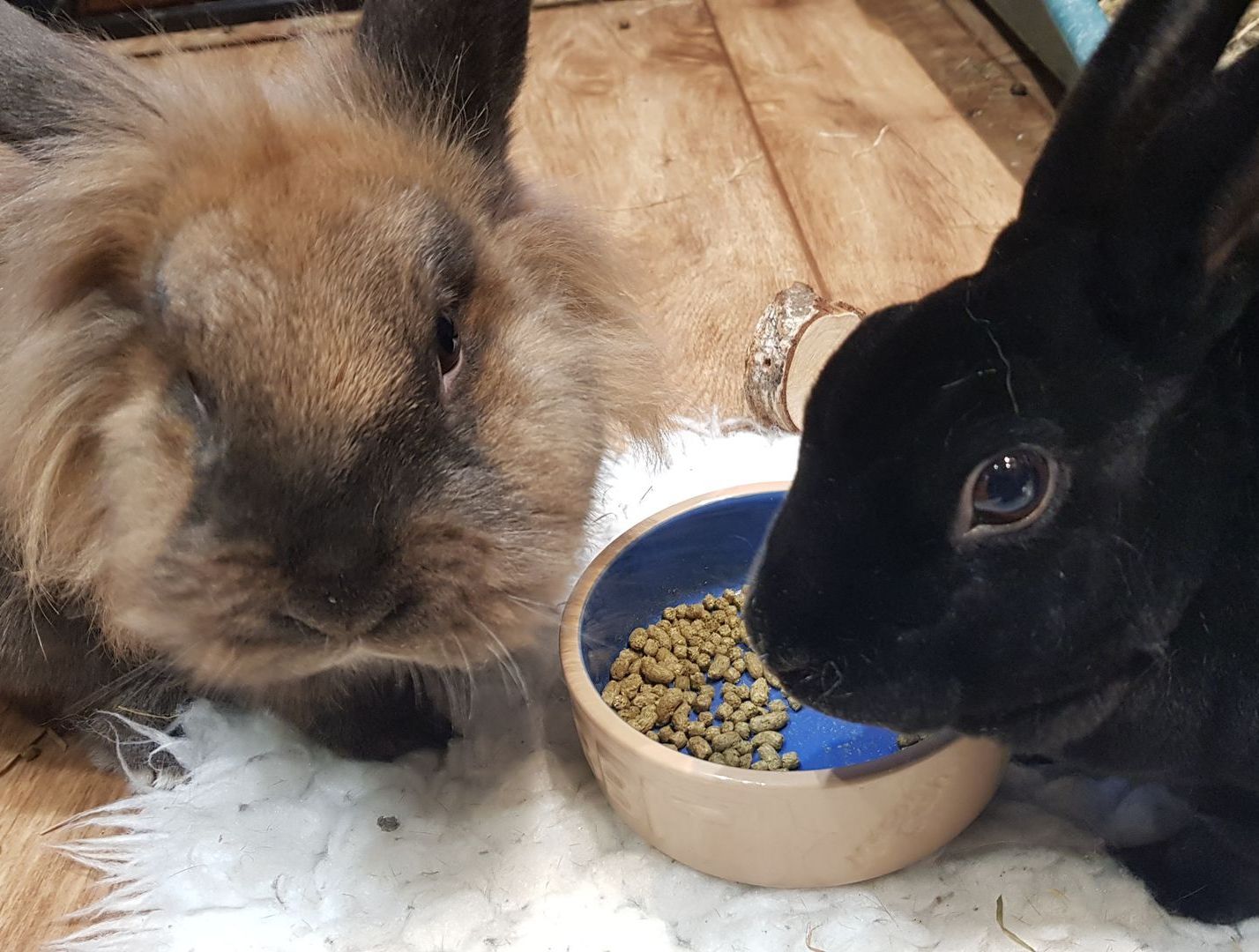 Pet sitting