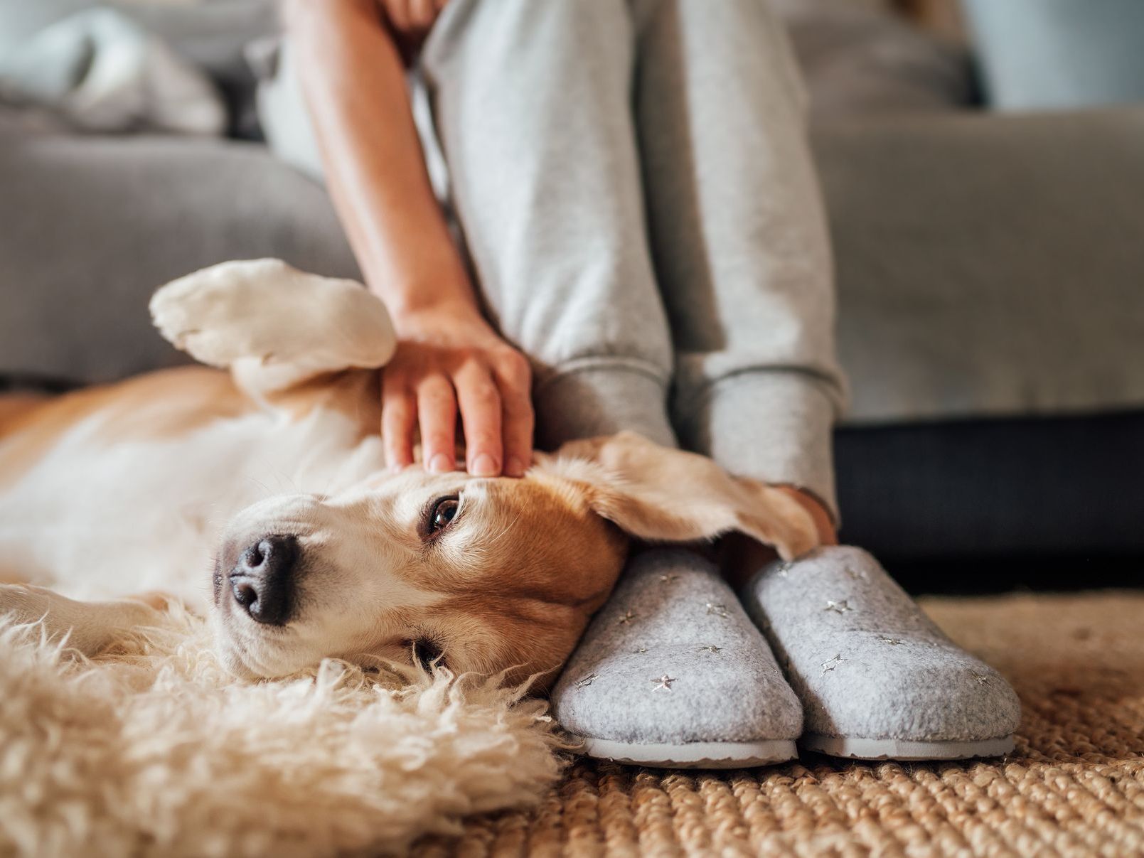 Pet Policy