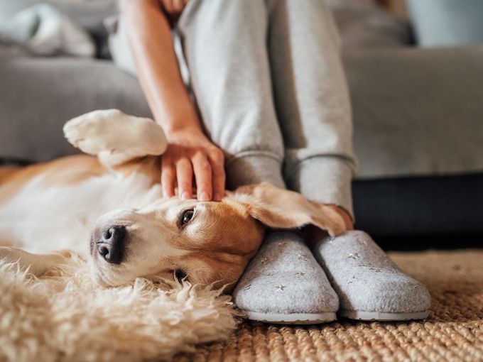 Pet Policy