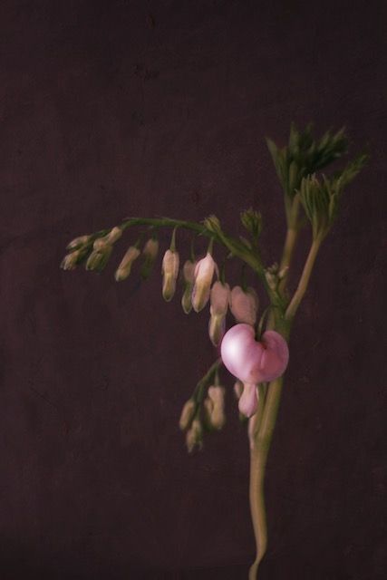 Waarom 200 bloemen, Blog