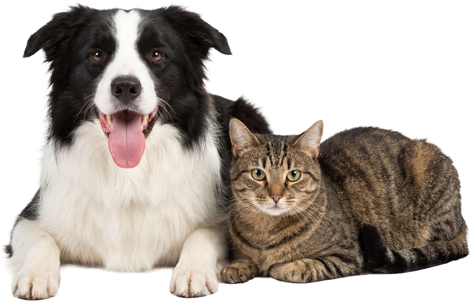 Black and white dog with tongue out next to a brown tabby cat, both lying down. Black and white dog with tongue out next to a brown tabby cat, both lying down.