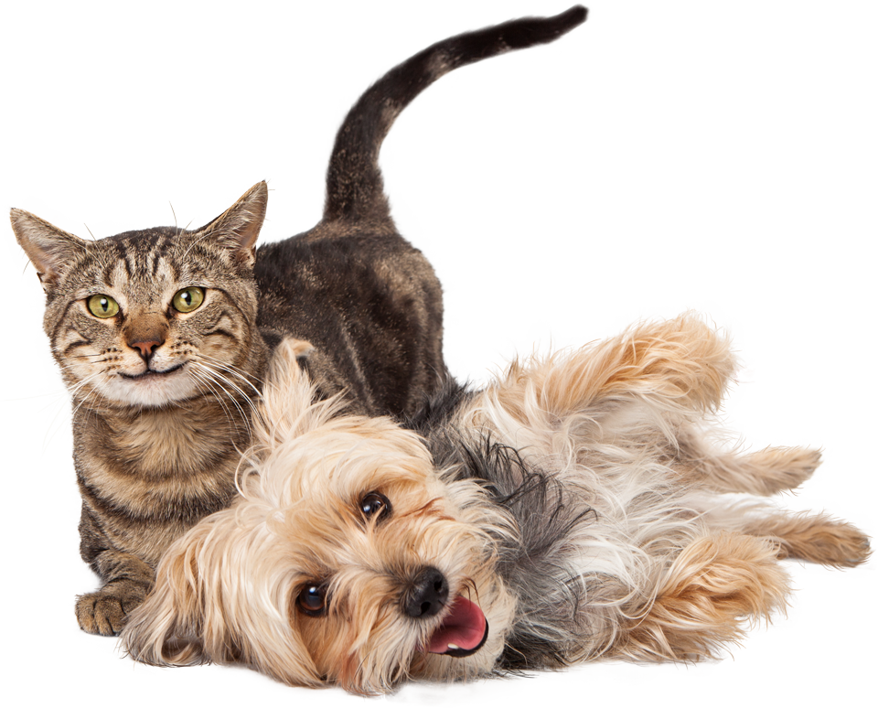 Cat and dog playfully interacting; dog on back with tongue out, cat upright with slightly smiling face. Cat and dog playfully interacting; dog on back with tongue out, cat upright with slightly smiling face.