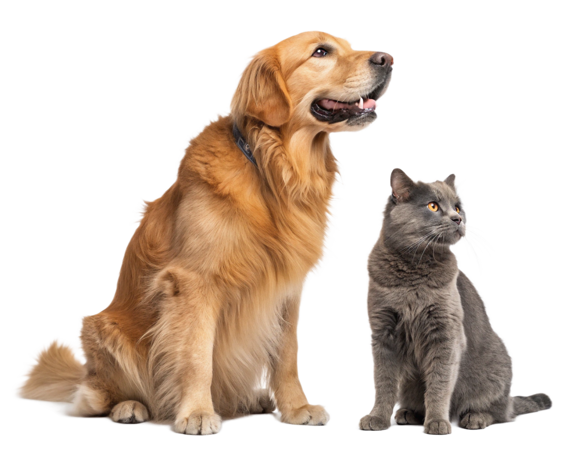 A golden retriever and a grey cat sitting side by side against a white background, both looking to the right. A golden retriever and a grey cat sitting side by side against a white background, both looking to the right.
