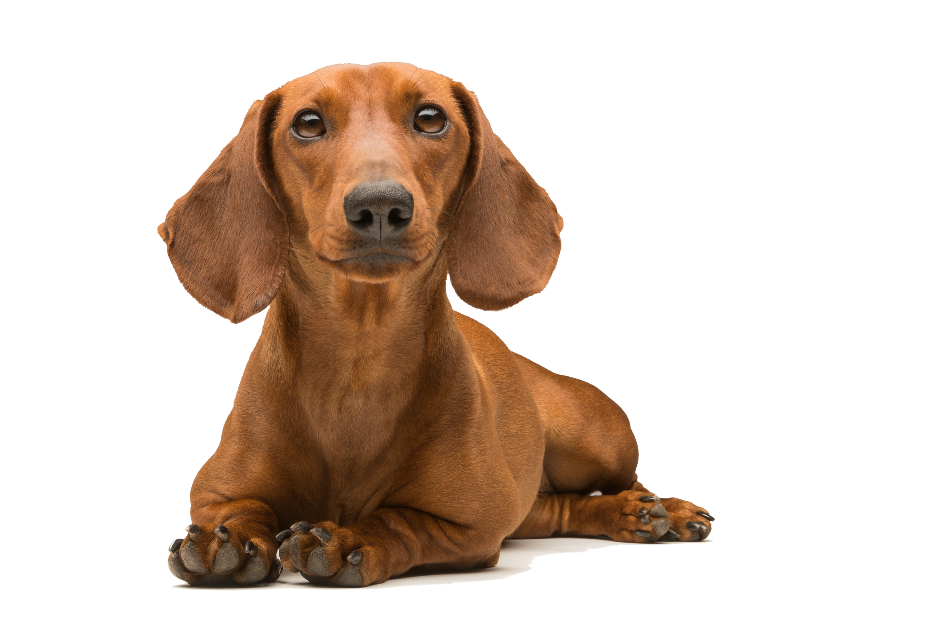 A brown dachshund lying down against a white background, looking directly at the camera with its ears flopped down. A brown dachshund lying down against a white background, looking directly at the camera with its ears flopped down.