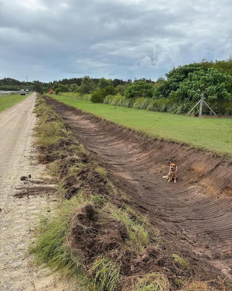 A Dog is Walking Down a Dirt Road Next to a Grassy Field — Norcoast Diggers in Lismore, NSW