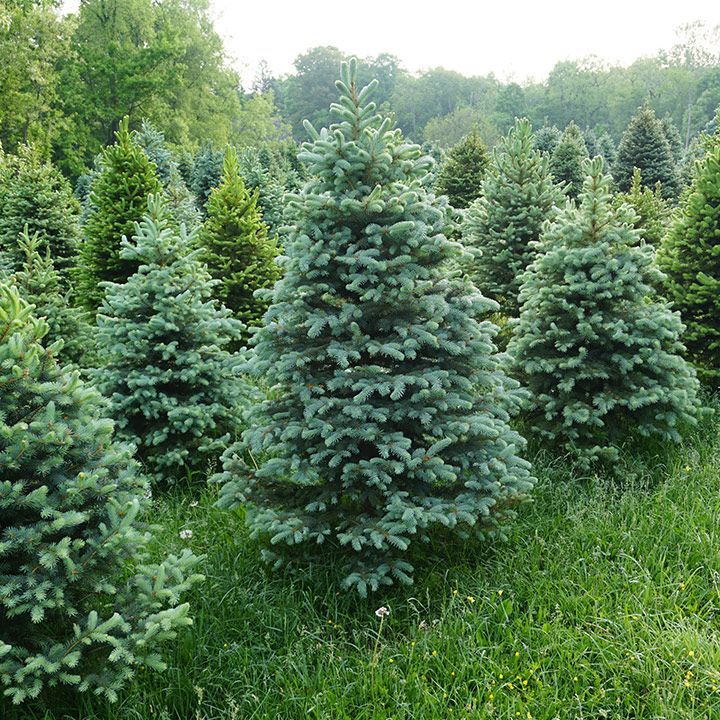 Tree Farm — Lake Villa, IL — Millburn Tree Farm