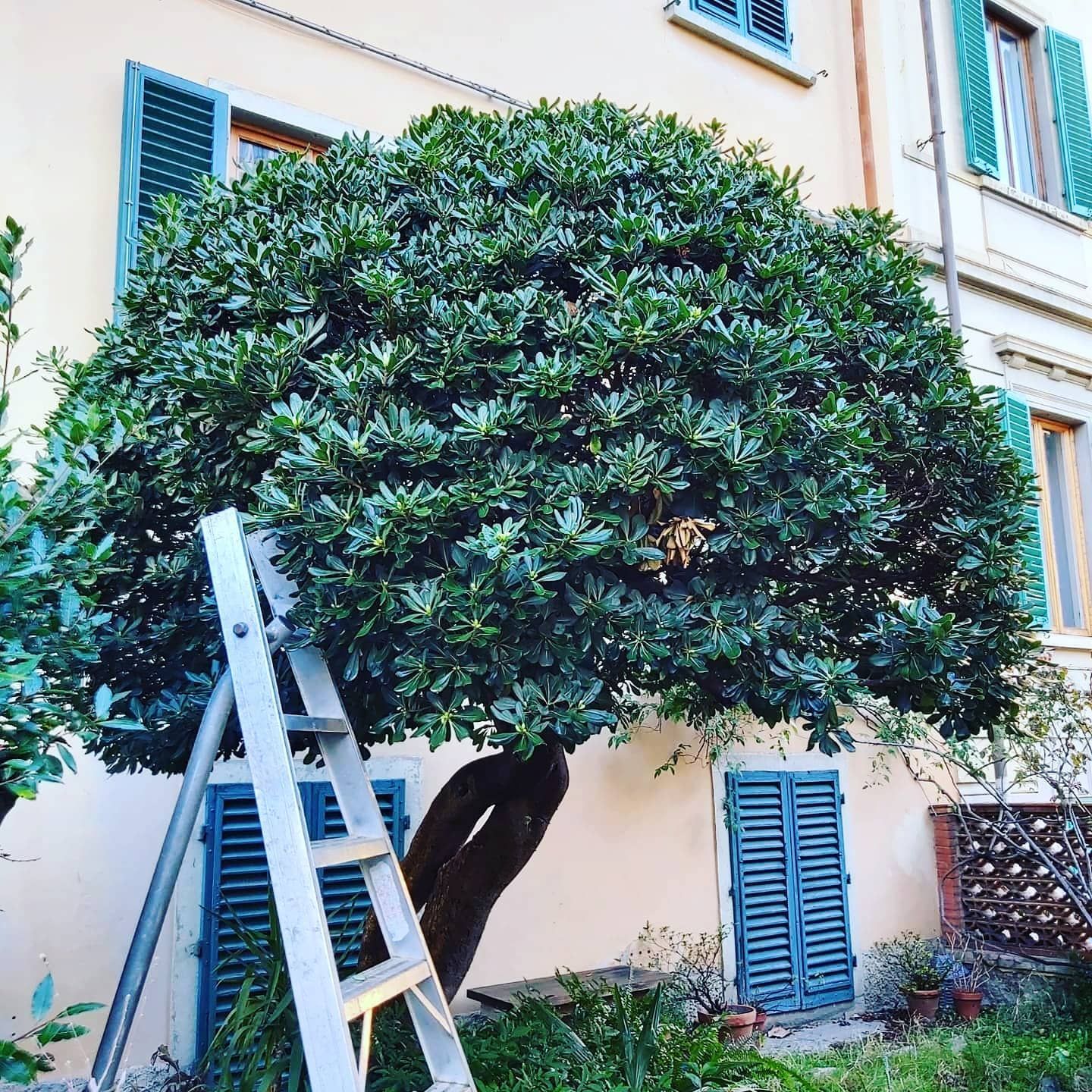 Potatura albero