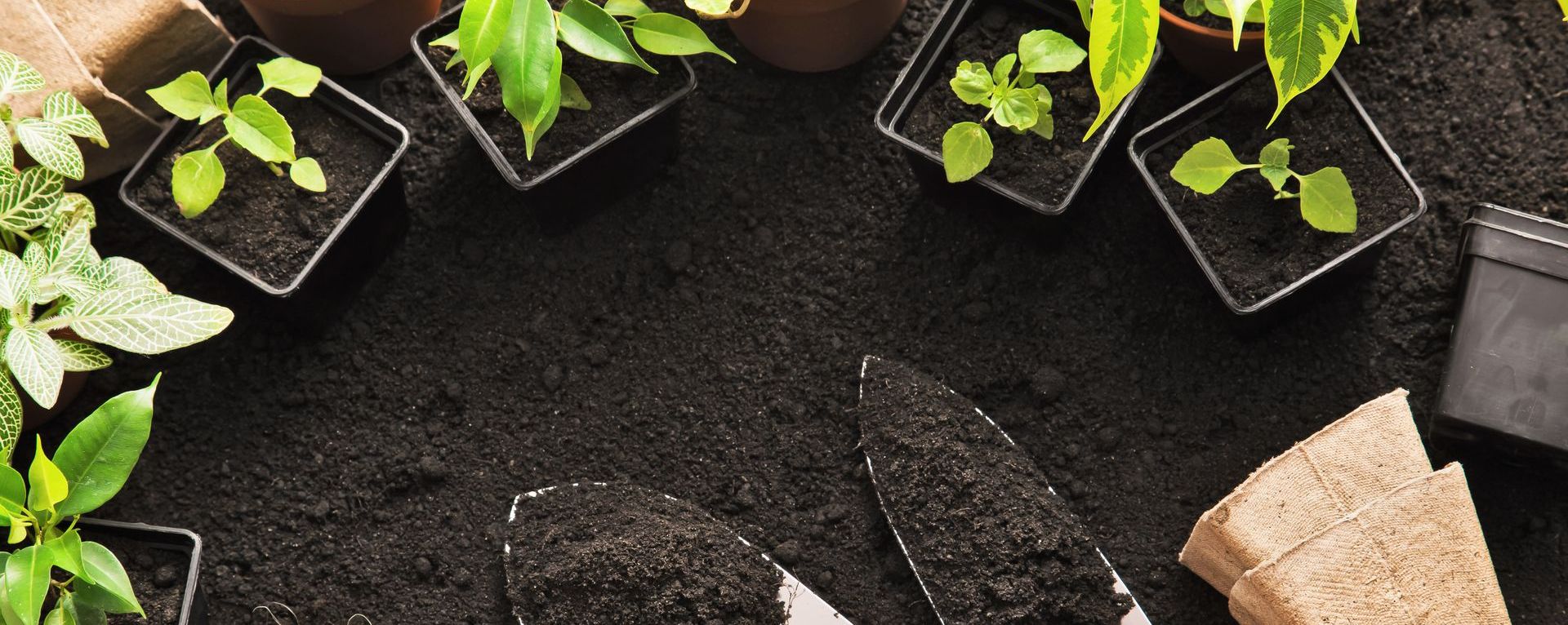 gardening tools and plants spread out on soil.