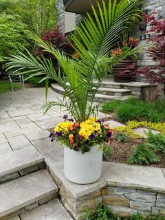 A potted plant with yellow and purple flowers is sitting on a stone ledge.