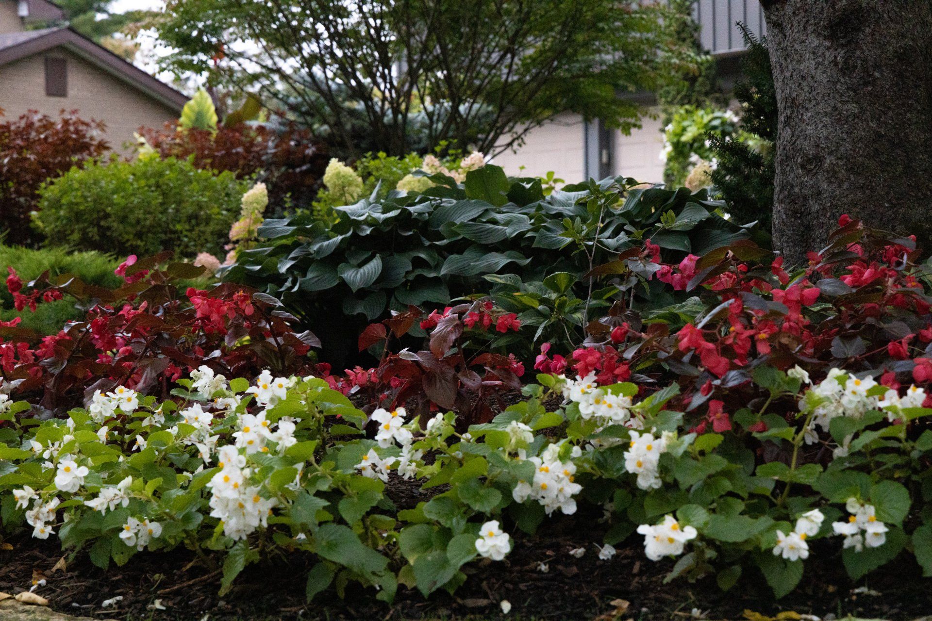 A garden with red and white flowers and green leaves