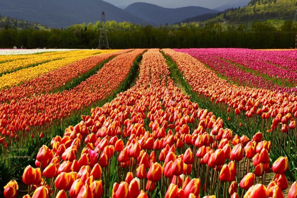 Colorful tulip fields in bloom with mountains in the background