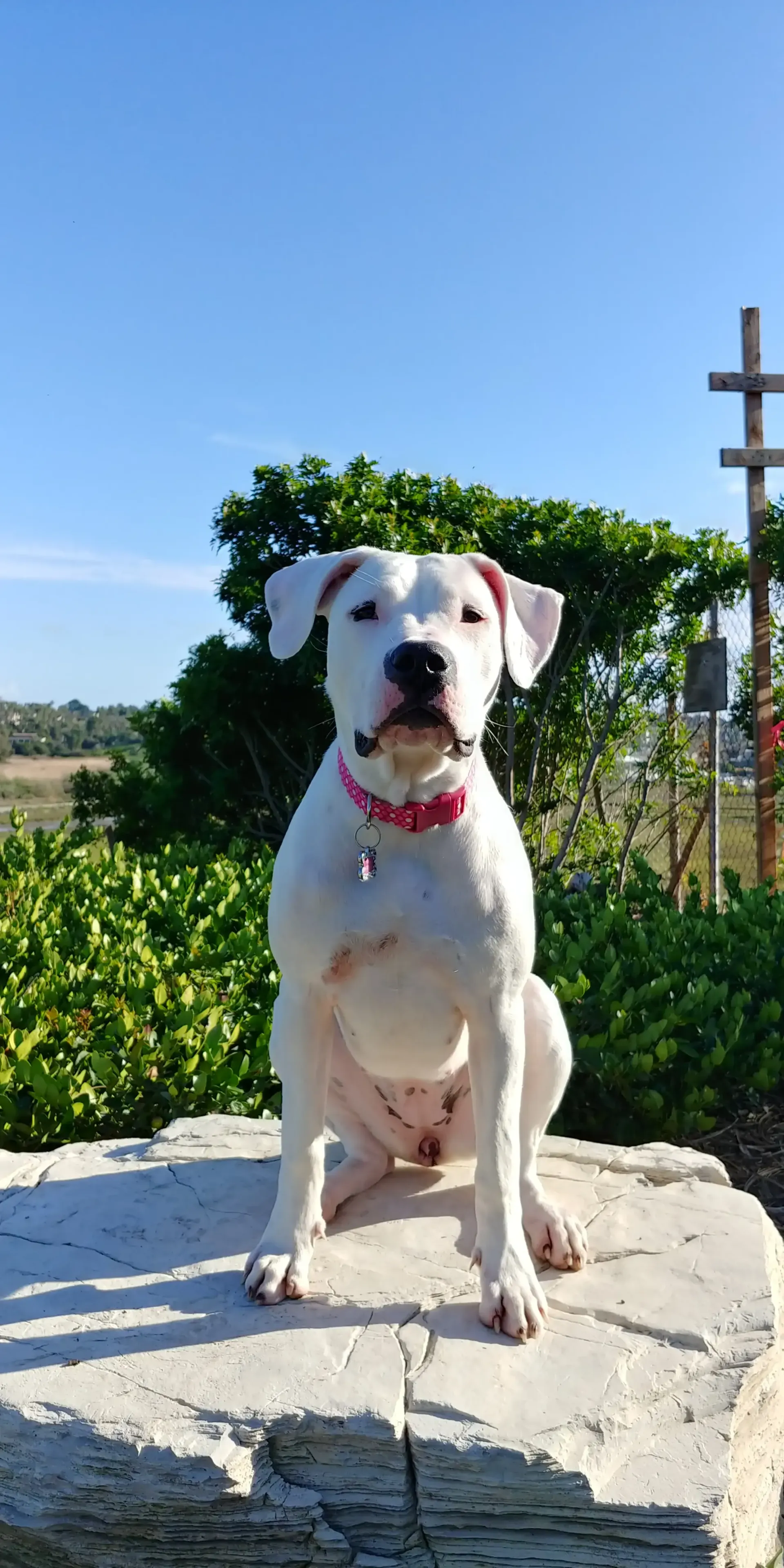 A white dog with a pink collar is sitting on a rock.