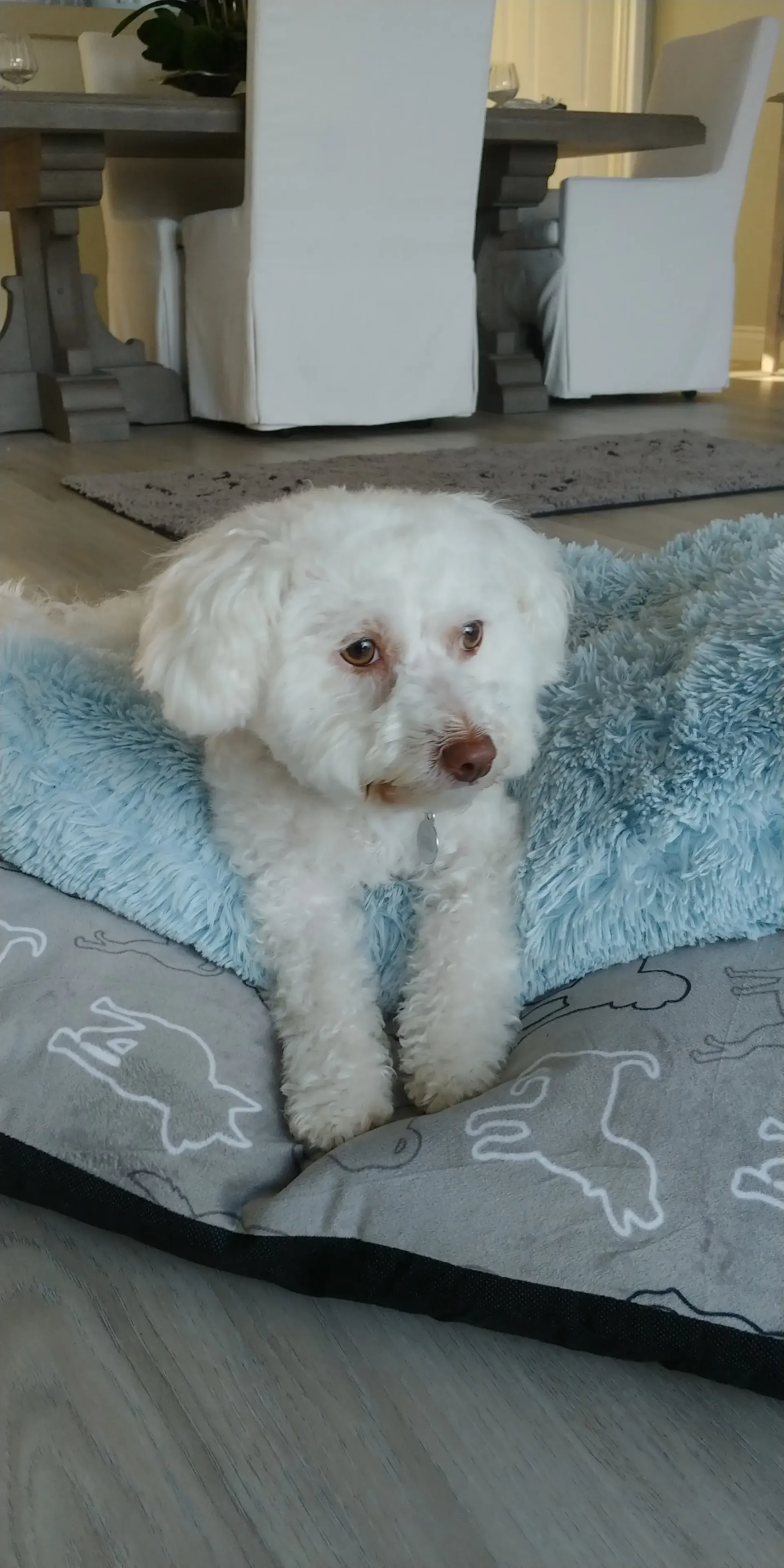 A small white dog is laying on a blue dog bed.