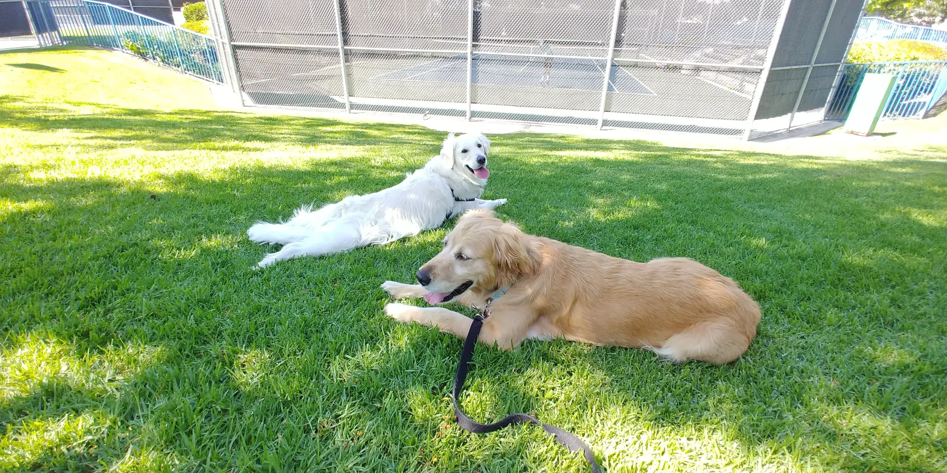 Two dogs are laying in the grass in a park.