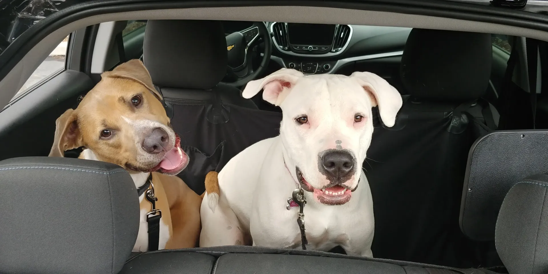 Two dogs are sitting in the back seat of a car