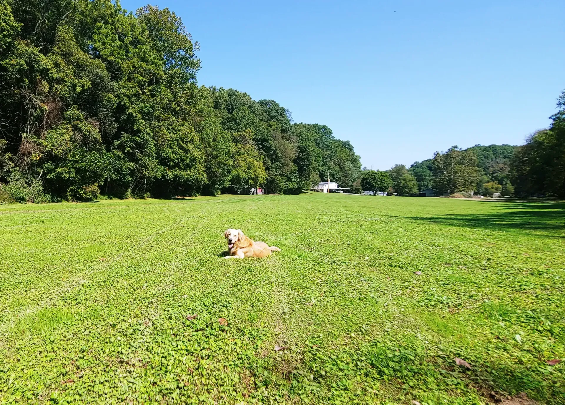 A dog is laying in the grass in a park.