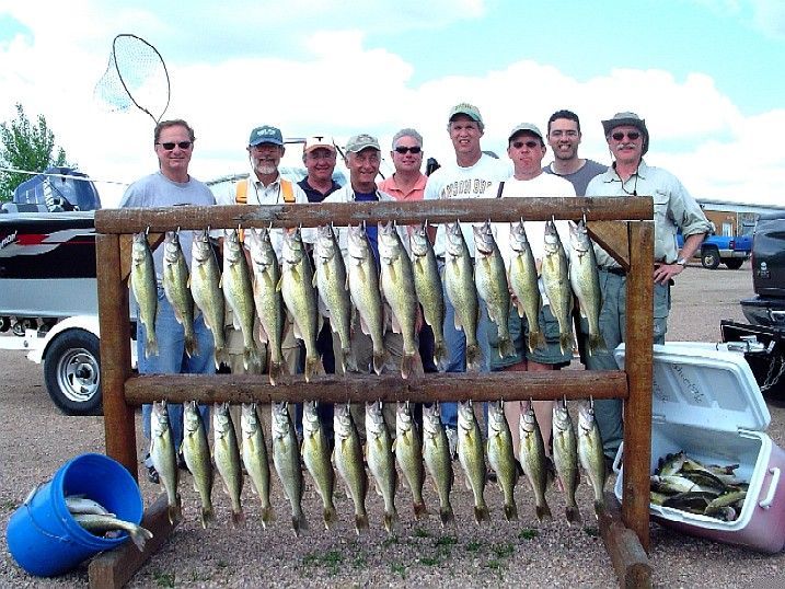 Group of men with fish, standing near a rack holding many walleye. Boats and buckets are also visible.